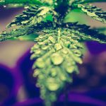 cannabis-light-effetti