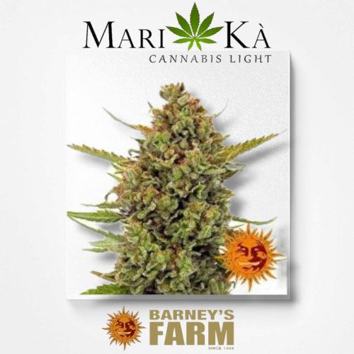 ACAPULCO GOLD 1 SEME FEM - BARNEY'S FARM