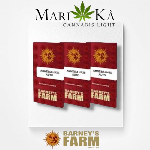 AMNESIA HAZE 1 SEME AUTO - BARNEY'S FARM - immagine 2