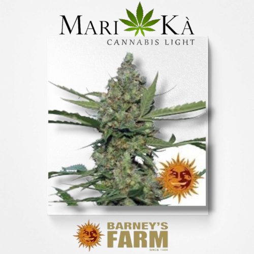 LAUGHIN BUDDHA 1 SEME FEM - BARNEY'S FARM
