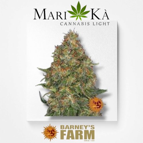 PINEAPPLE EXPRESS 1 SEME AUTO - BARNEY'S FARM