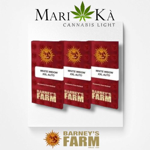 WHITE WIDOW XXL 1 SEME AUTO - BARNEY'S FARM - immagine 2