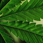Come utilizzare il CBD e perché