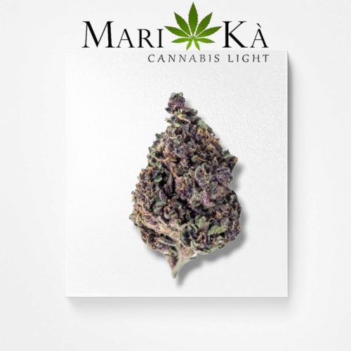PURPLE ALIEN