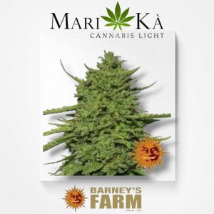 AMNESIA LEMON 1 SEME FEM - BARNEY'S FARM