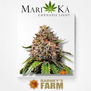BANANA PUNCH 1 SEME FEM - BARNEY'S FARM