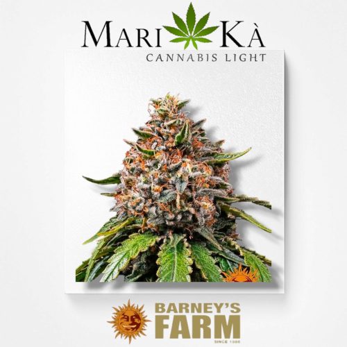 BANANA PUNCH 1 SEME FEM - BARNEY'S FARM