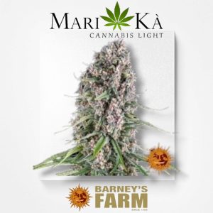 BLUE CHEESE 1 SEME FEM - BARNEY'S FARM