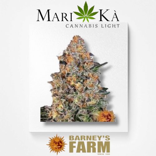 BUBBA KUSH 1 SEME FEM - BARNEY'S FARM