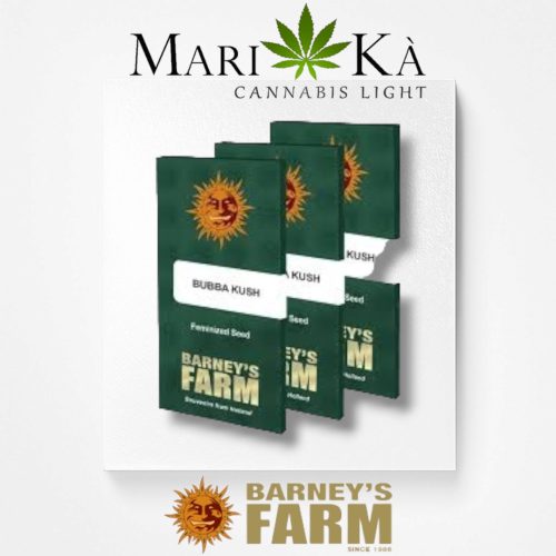 BUBBA KUSH 1 SEME FEM - BARNEY'S FARM - immagine 2