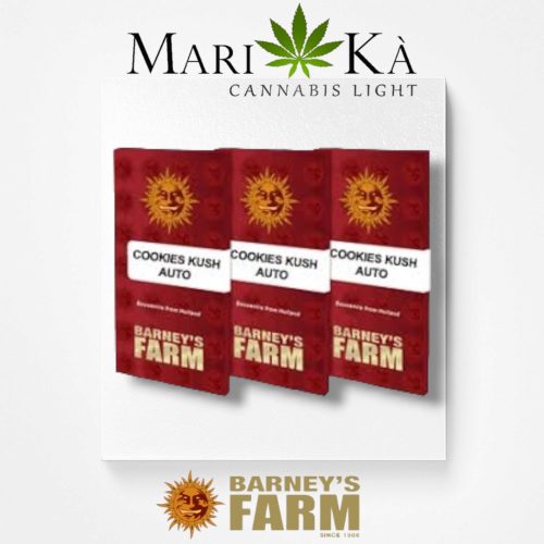 COOKIES KUSH 1 SEME AUTO - BARNEY'S FARM - immagine 2