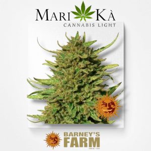 CRITICAL KUSH 1 SEME FEM - BARNEY'S FARM