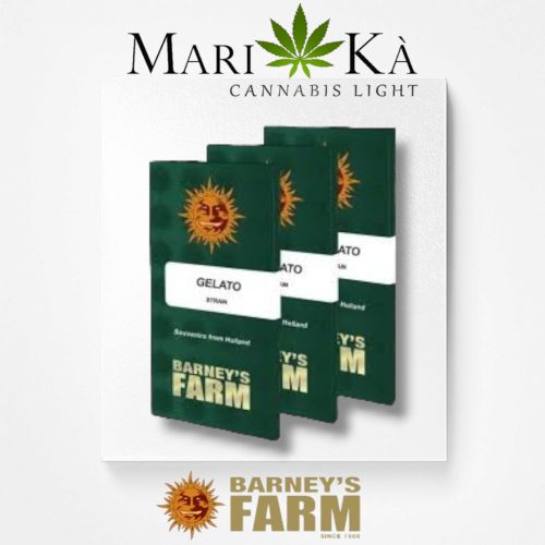 GELATO 1 SEME FEM - BARNEY'S FARM - immagine 2