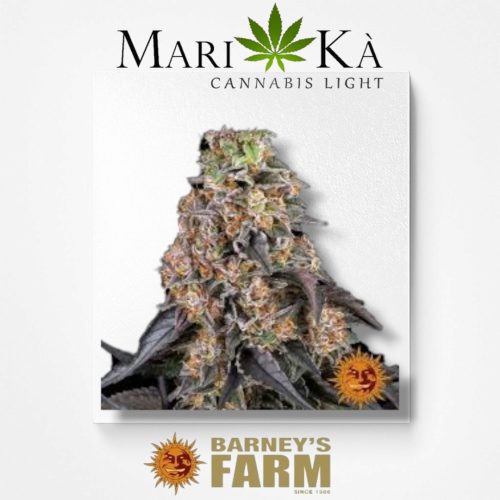 GIRL SCOUT COOKIES 1 SEME FEM - BARNEY'S FARM