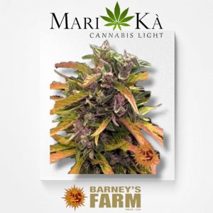 GORILLA GLUE 1 SEME AUTO - BARNEY'S FARM