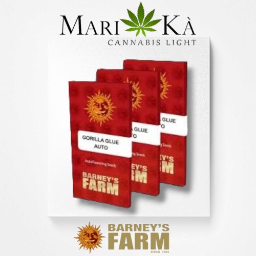 GORILLA GLUE 1 SEME AUTO - BARNEY'S FARM - immagine 2