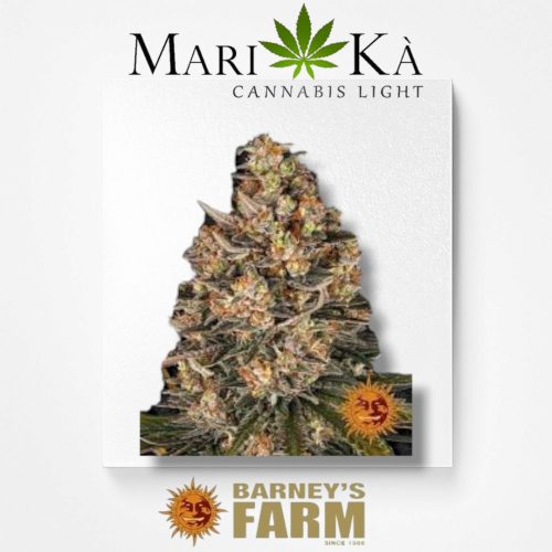 LEMON DZIZZLE 1 SEME FEM - BARNEY'S FARM