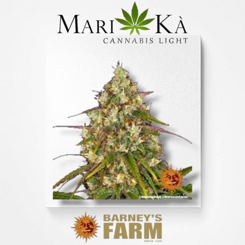 LIBERTY HAZE 1 SEME FEM - BARNEY'S FARM