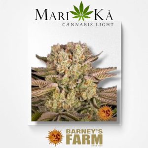 PINEAPPLE EXPRESS 1 SEME FEM - BARNEY'S FARM