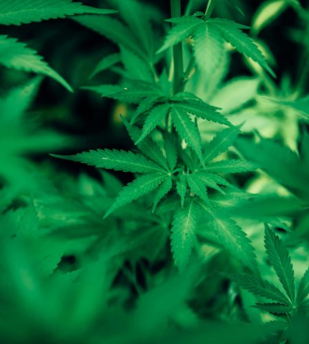 cannabislight_1