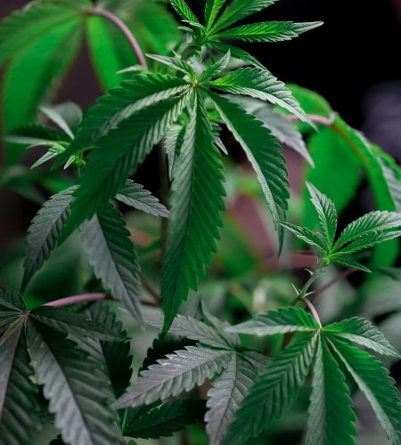 cannabislight_3